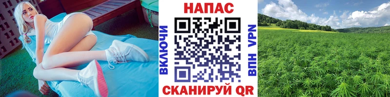 Шишки марихуана план  omg вход  Чёрмоз 